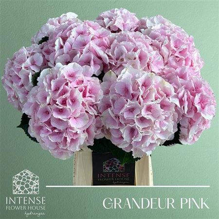 <h4>Hydr M Royal Grandeur</h4>