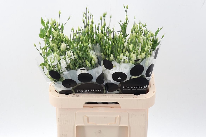 <h4>Eus G Rosi White</h4>