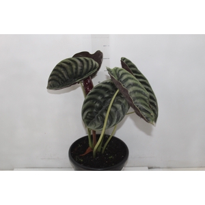 ALOCASIA POLLY P23