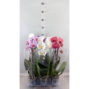 Phalaenopsis  'Elegant Cascade'