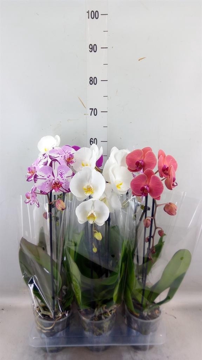<h4>Phalaenopsis 'Elegant Cascade'</h4>