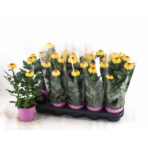 CHRYS FP YELLOW