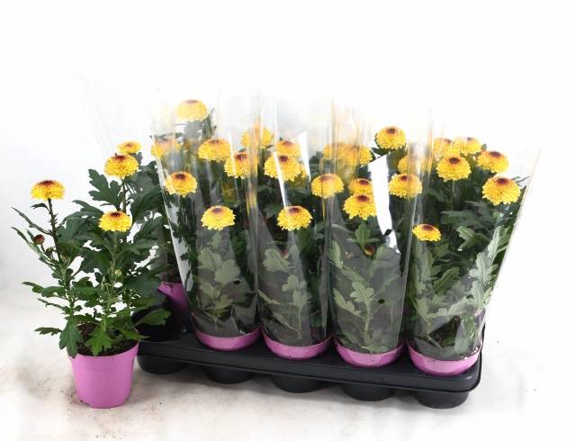 <h4>CHRYS FP YELLOW</h4>