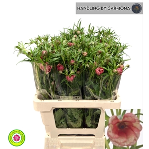 RAN N MODER ALLEGRIA