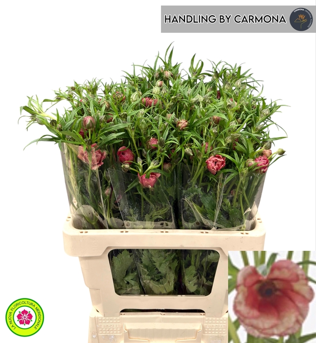 <h4>RAN N MODER ALLEGRIA</h4>