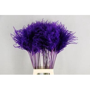 Dried Miscanthus Dark Lilac 90cm