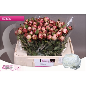 Paeonia Gardenia