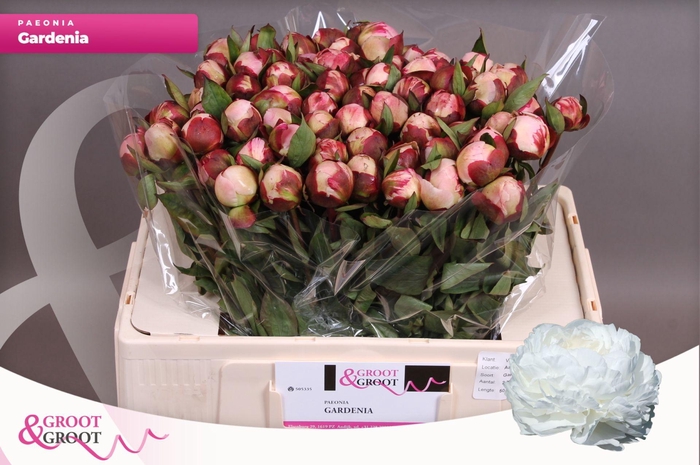 <h4>Paeonia Gardenia</h4>