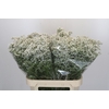 Gyps Million Stars 1000 gr