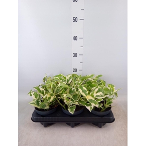 Epipremnum pinn. 'NJoy'