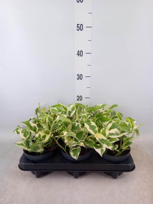 <h4>Epipremnum pinn. 'NJoy'</h4>