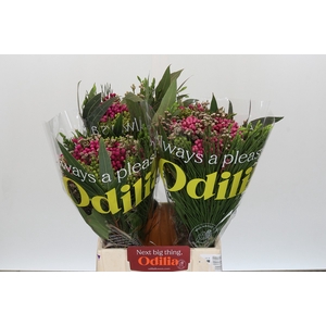 BQ Kaaps Groen Berz. Pink Mix