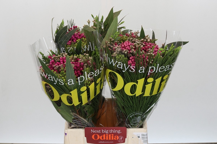<h4>BQ Kaaps Groen Berz. Pink Mix</h4>