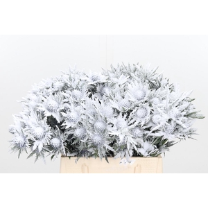 Eryn Orion Kl Bh Sneeuw