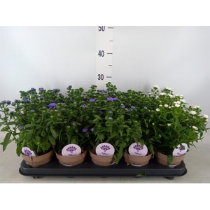 Aster  'Crown'   ...mix