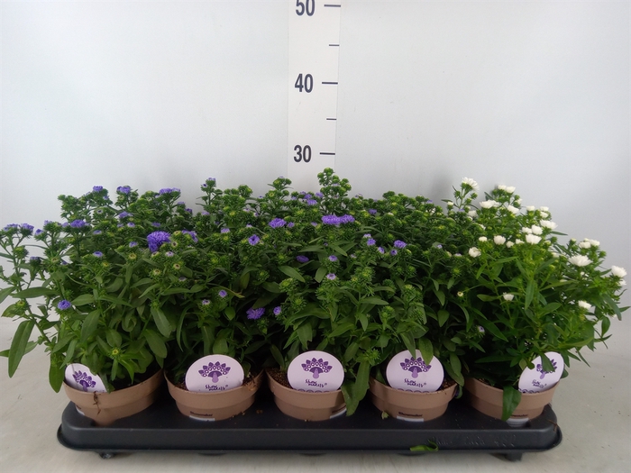 <h4>Aster  'Crown'   ...mix</h4>