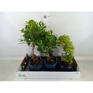 Bonsai   ...mix