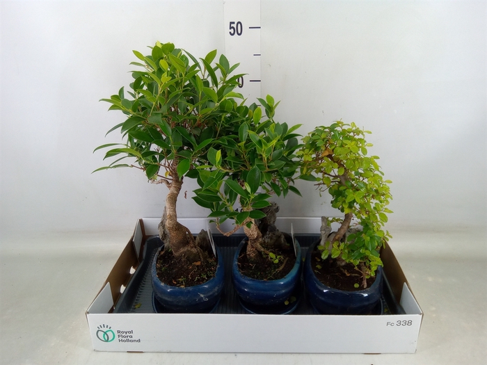 <h4>Bonsai   ...mix</h4>
