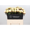 Paeonia Class Act