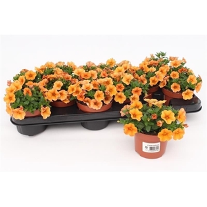 Calibrachoa Orange