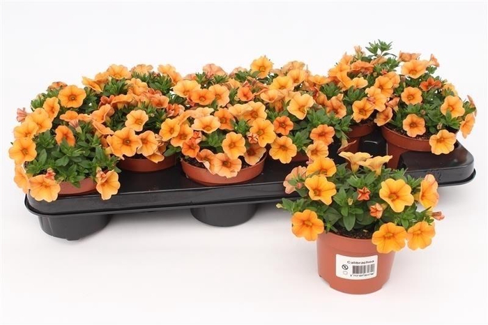 <h4>Calibrachoa Orange</h4>