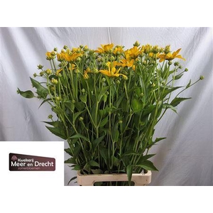 Rudbeckia Nitida 90cm