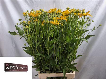 <h4>Rudbeckia Nitida 90cm</h4>