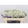 Ozothamnus  'Cooks Snow White'