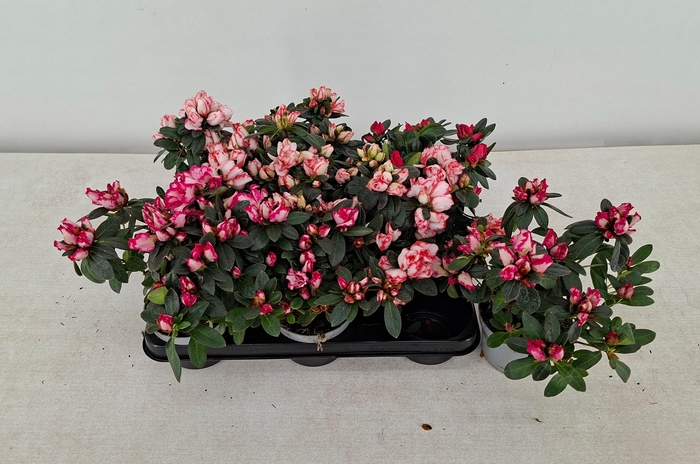 <h4>RHODO SI GEM</h4>