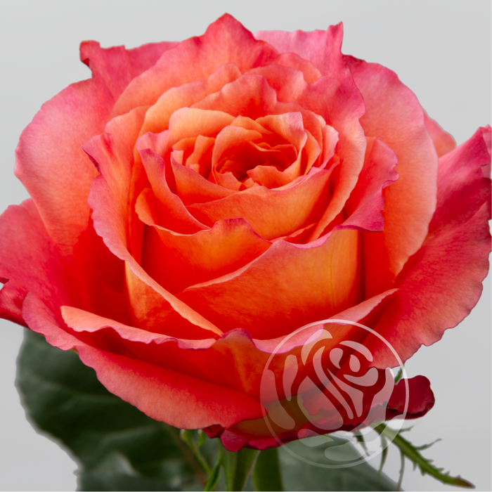 <h4>R GR FREE SPIRIT Welyflor</h4>