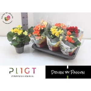 !! PROMO !! BEGONIA MIX P14