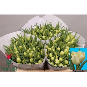Tulipa do avant garde
