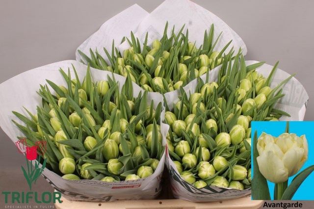 <h4>Tulipa do avant garde</h4>