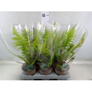 Cyathea australis