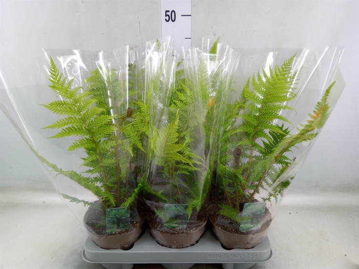 <h4>Cyathea australis</h4>