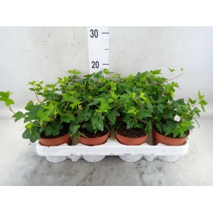 Hedera helix 'Shamrock'