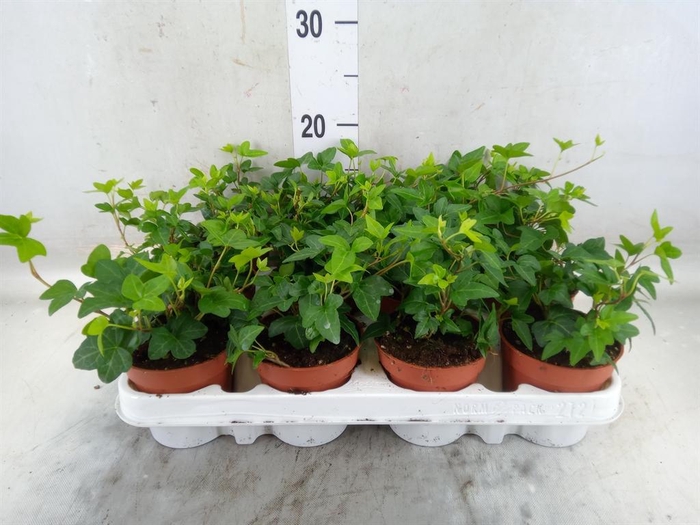 <h4>Hedera helix 'Shamrock'</h4>