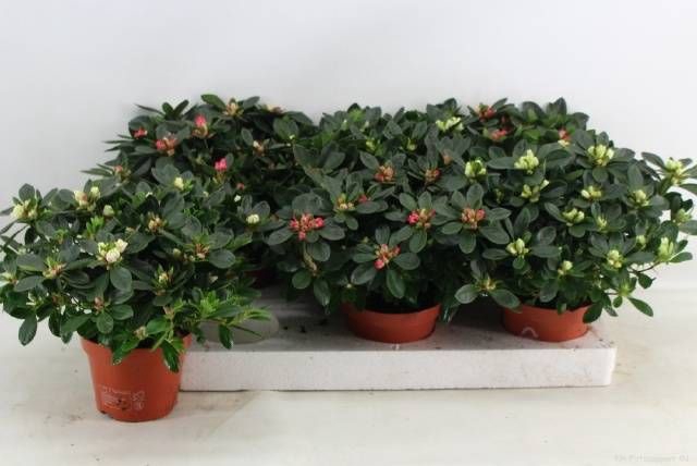 <h4>RHODO SI GEM</h4>