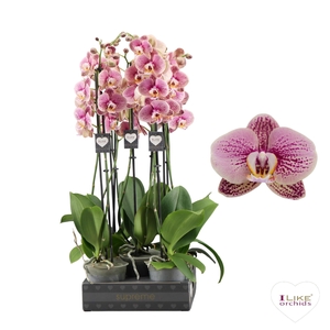 Phalaenopsis Berger - 2 tak 60cm (Less Plastic)