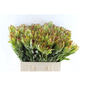 LEUCAD SAF GOLDSTRIK