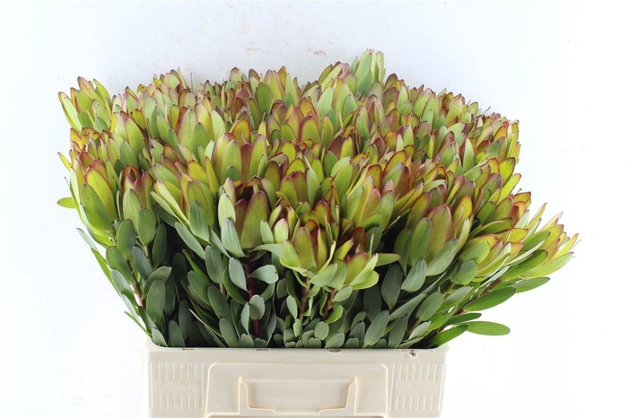 <h4>LEUCAD SAF GOLDSTRIK</h4>