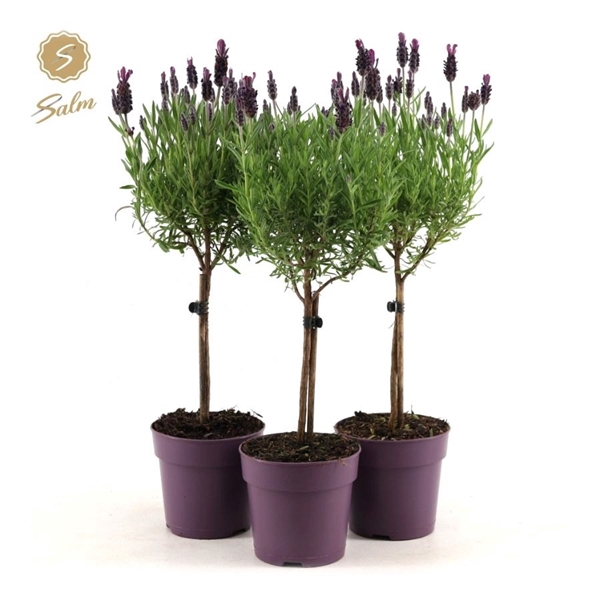 <h4>Lavandula st. 'Anouk'® Collection Stem P12</h4>