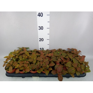Fittonia verschaf. 'Joly Josan'