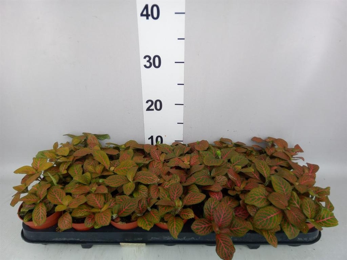 <h4>Fittonia verschaf. 'Joly Josan'</h4>