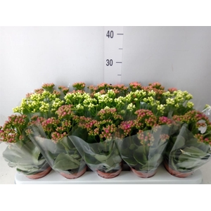 Kalanchoe blos.   ..rosebud mix  3