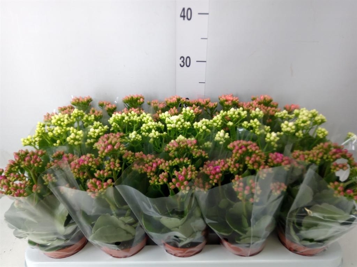 <h4>Kalanchoe blos.   ..rosebud mix  3</h4>
