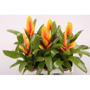 Vriesea 'Delphinus' 2-kleurig 2-kleurig oranje-geel