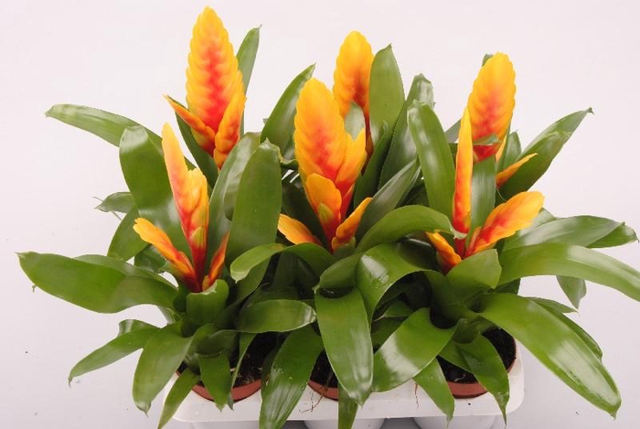 <h4>Vriesea 'Delphinus' 2-kleurig 2-kleurig oranje-geel</h4>