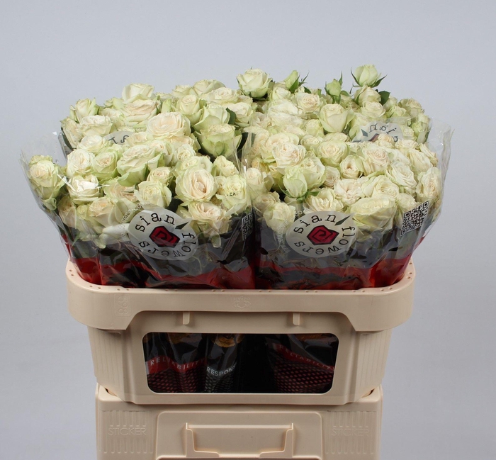 <h4>R TR CREAM IRISCHKA</h4>