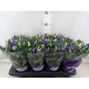 Eustoma russ. DU 'Julietta Blue'